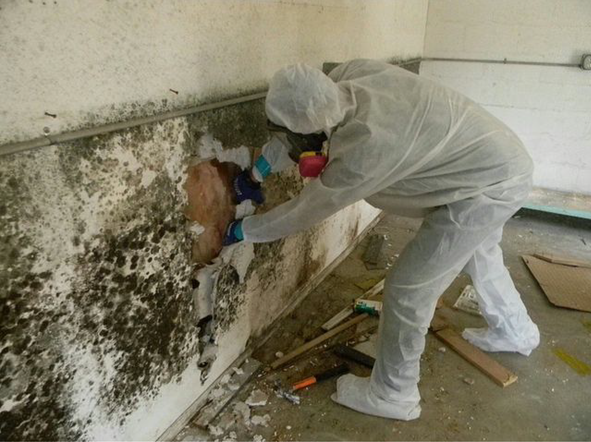Удаление плесневого грибка в квартире Удаление плесневого грибка